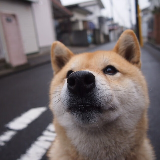 戈贝尔内线统治力全开!新疆队挑战篮网,高光表现引爆跨洋对决
