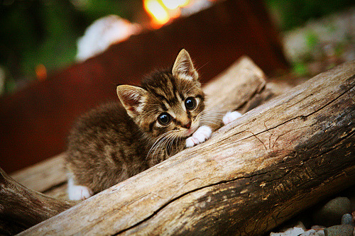 戈贝尔内线统治力全开!新疆队挑战篮网,高光表现引爆跨洋对决