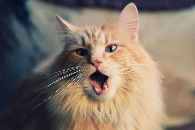 夜之博弈,当F1轮胎尖啸遇见哈登的后撤步三分