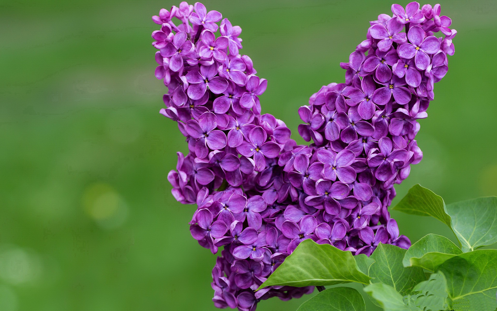 极速风暴,杰伦格林如何用攻防转换主宰年度焦点之战