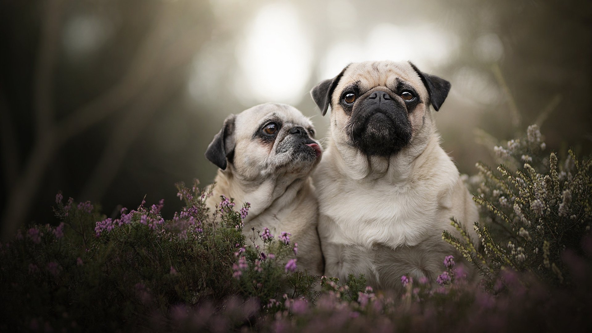 硬仗在美加墨夜空下展开—致卡马文加与他的世界杯战场