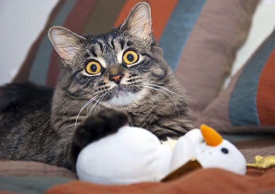 绿茵交锋与外交封锁，对抗时代的双重镜像