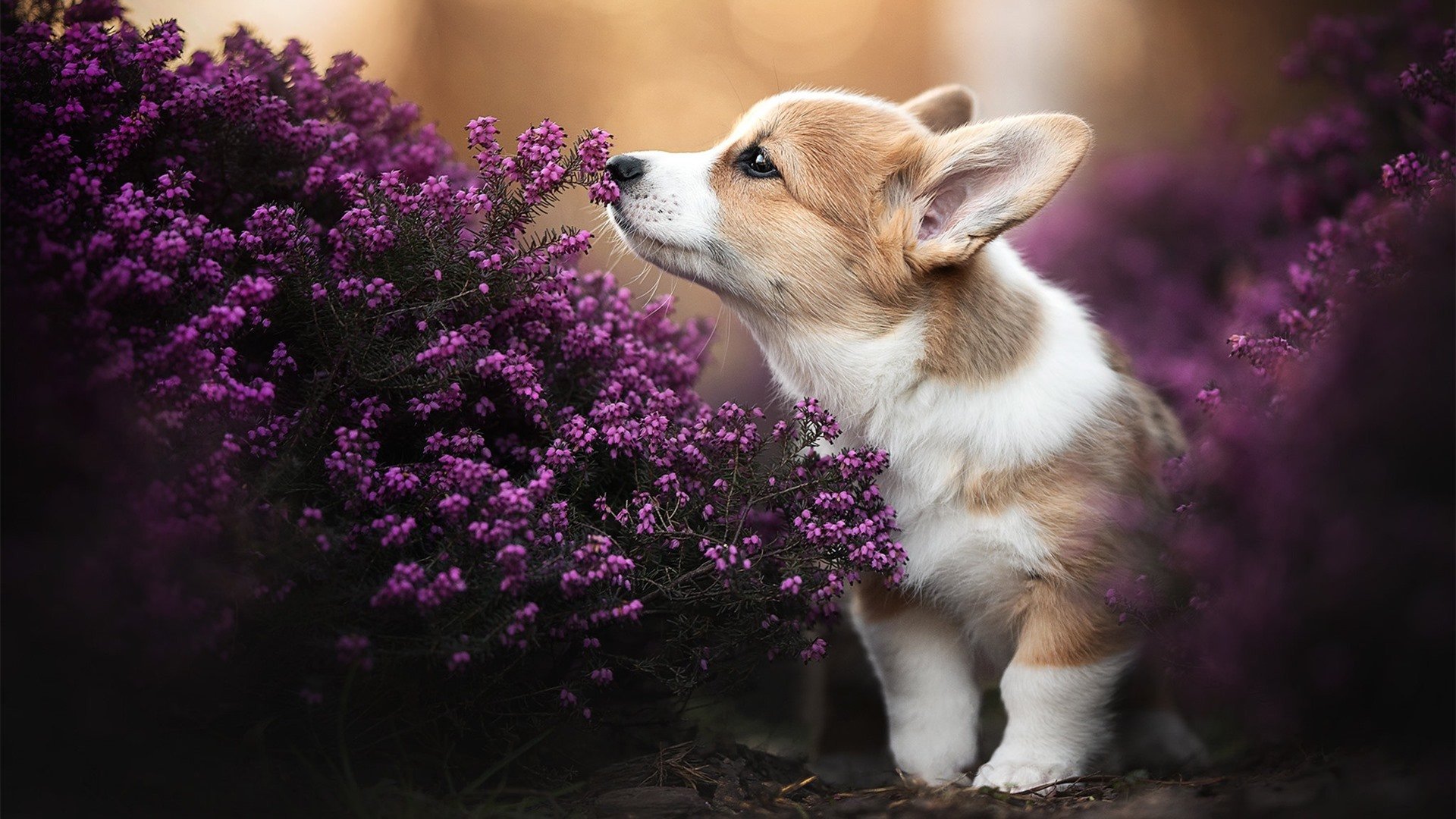 光芒绽放!福登引领三狮军团全面压制挪威