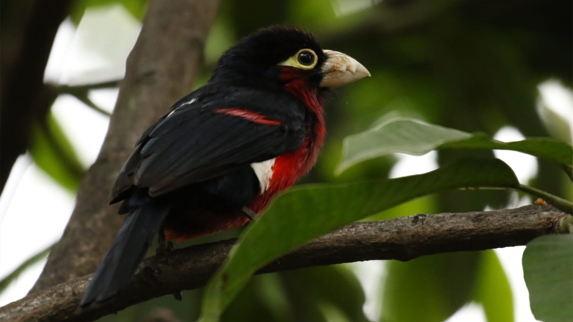 极速与激情的碰撞，F1街道赛周记，灰熊加时险胜上海队