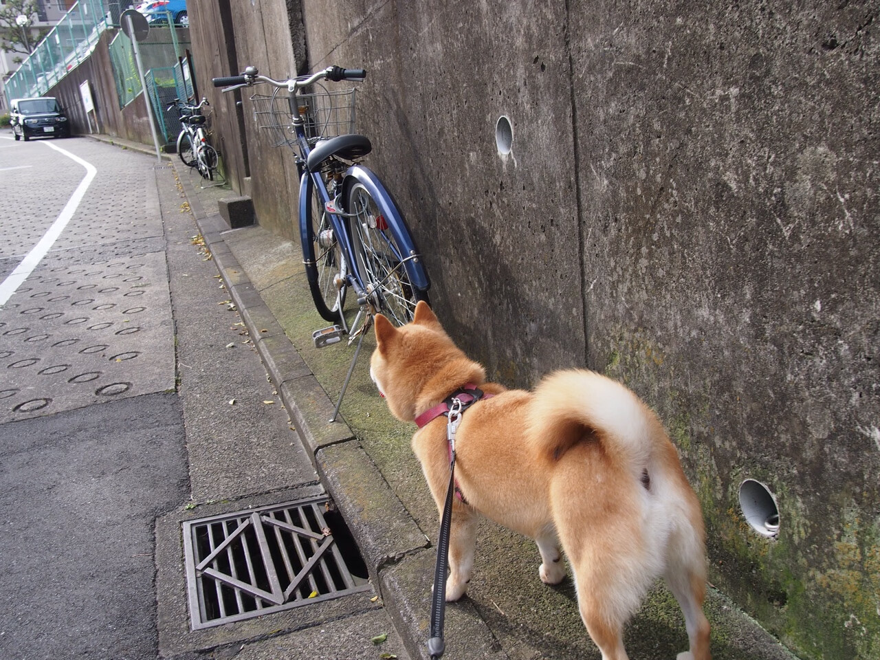 传奇与变革，当伊布的铁拳遭遇东瀛的合气道
