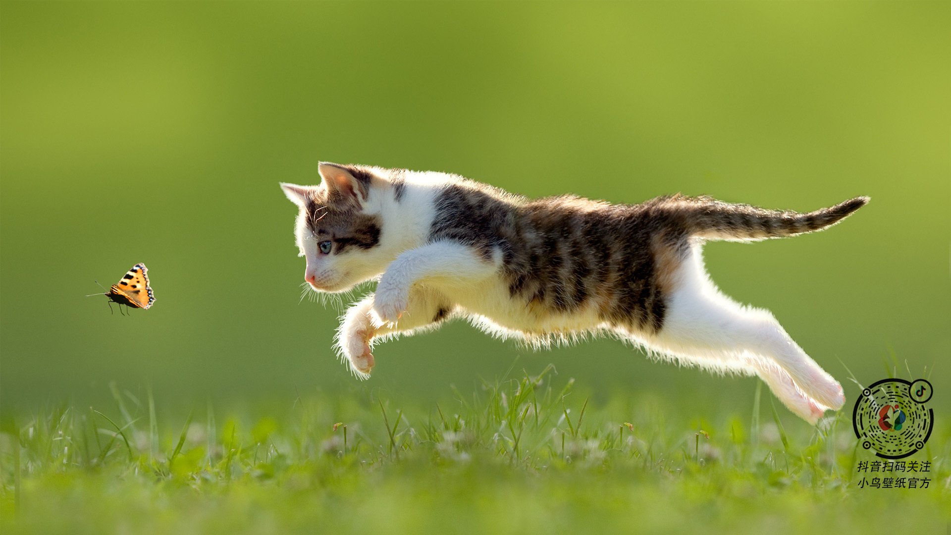 传奇与变革，当伊布的铁拳遭遇东瀛的合气道