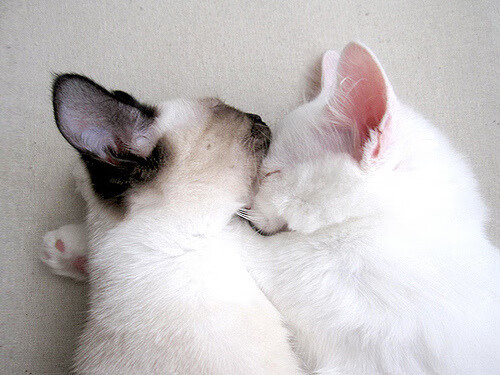 政治球场，当委内瑞拉绝杀中国，穆勒如何接管欧冠之夜