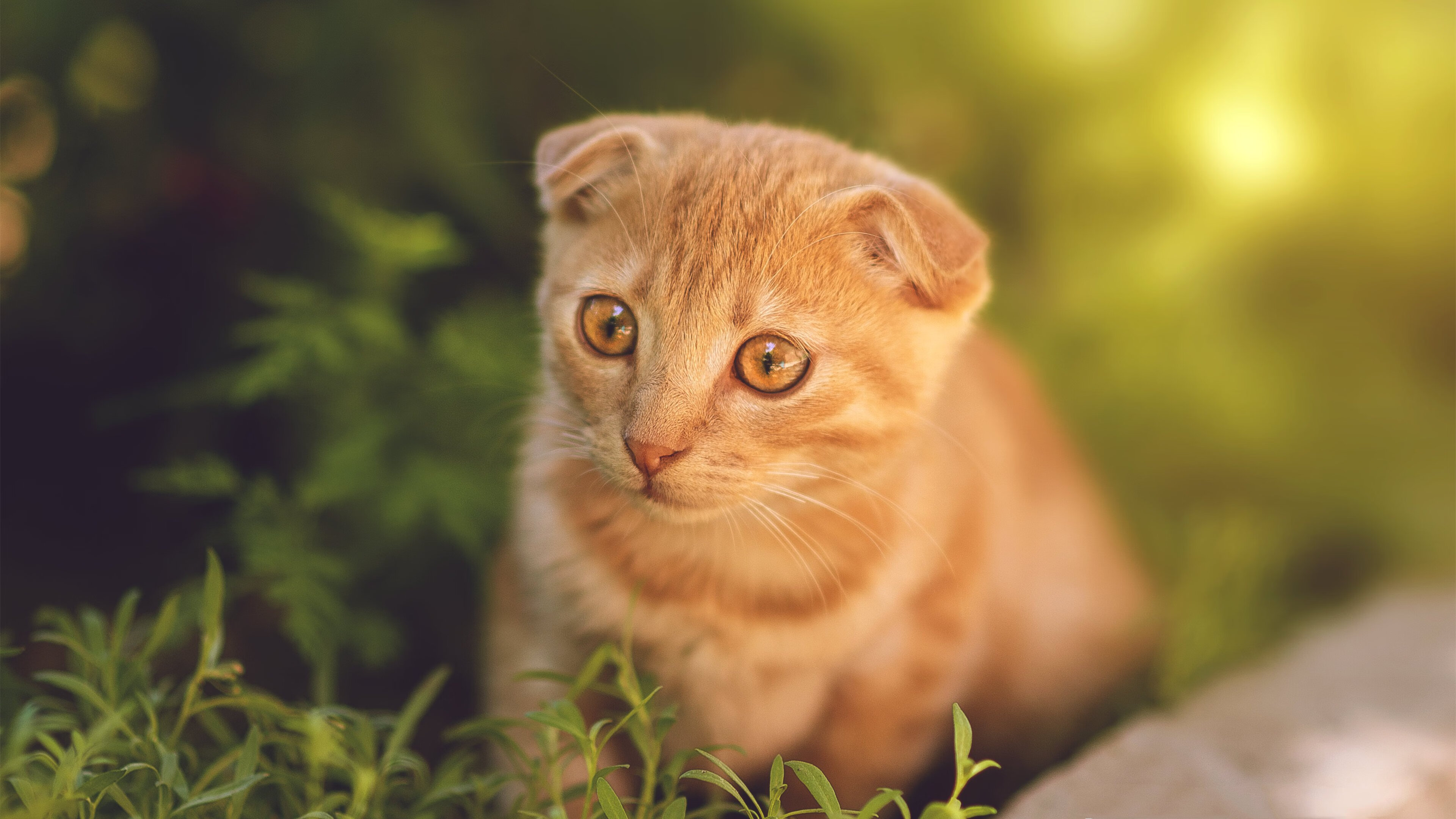完美米切尔撕裂防线，残阵太阳掀翻西部头名雷霆
