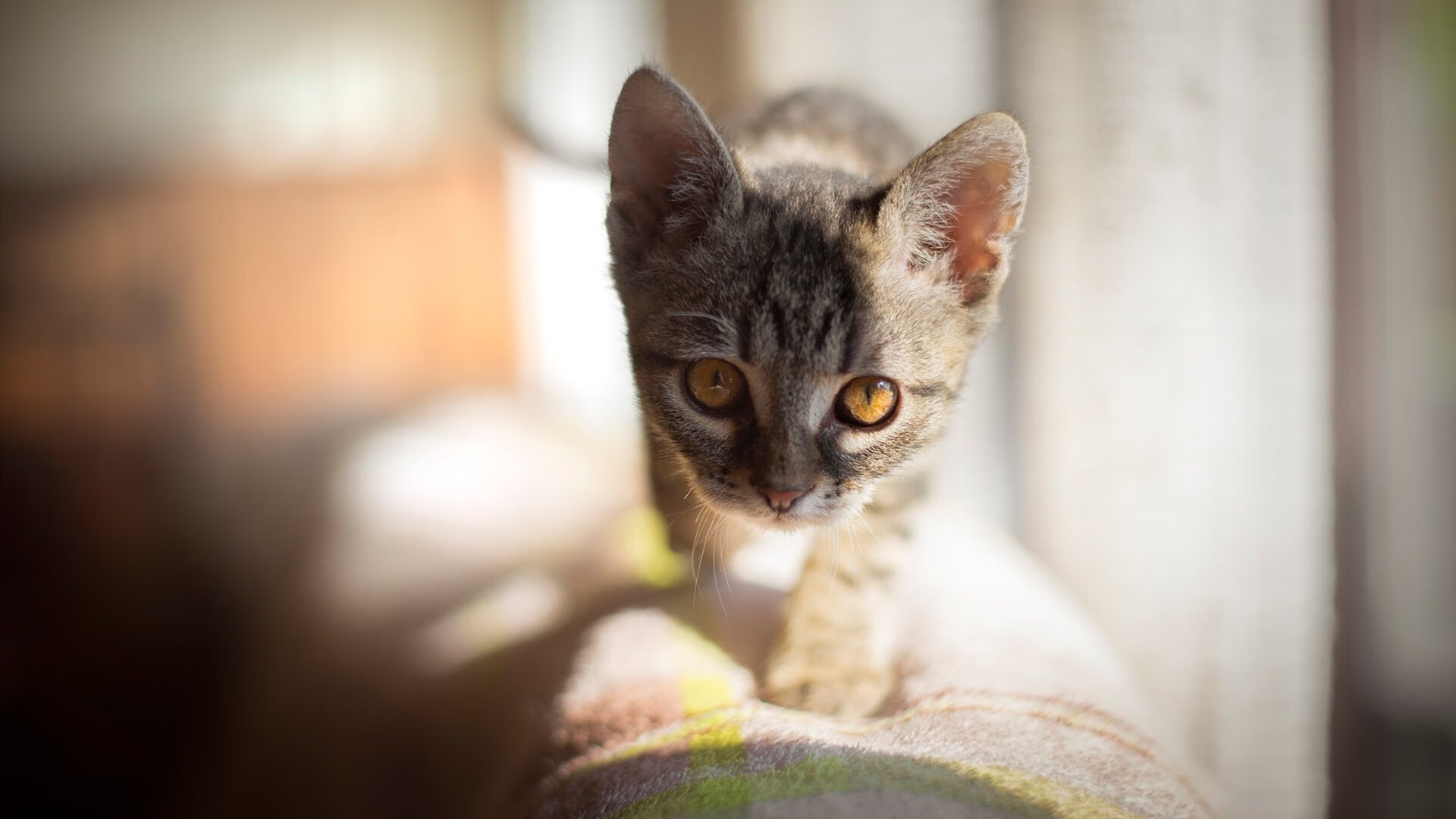 维尼修斯的无解天赋,当意式铁链遇上巴西旋风