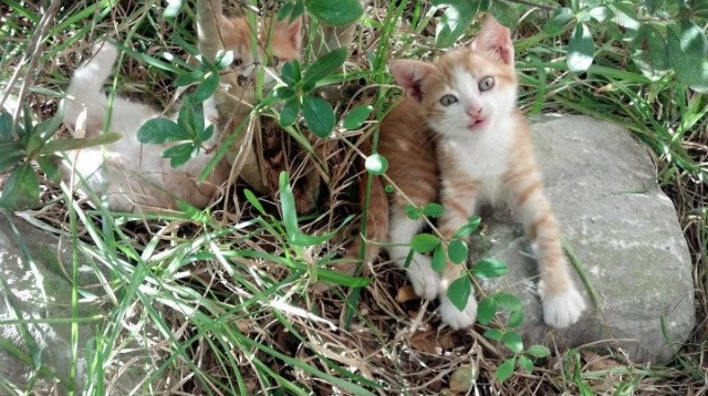 奥运周期关键战之夜，东契奇加冕无争议MVP