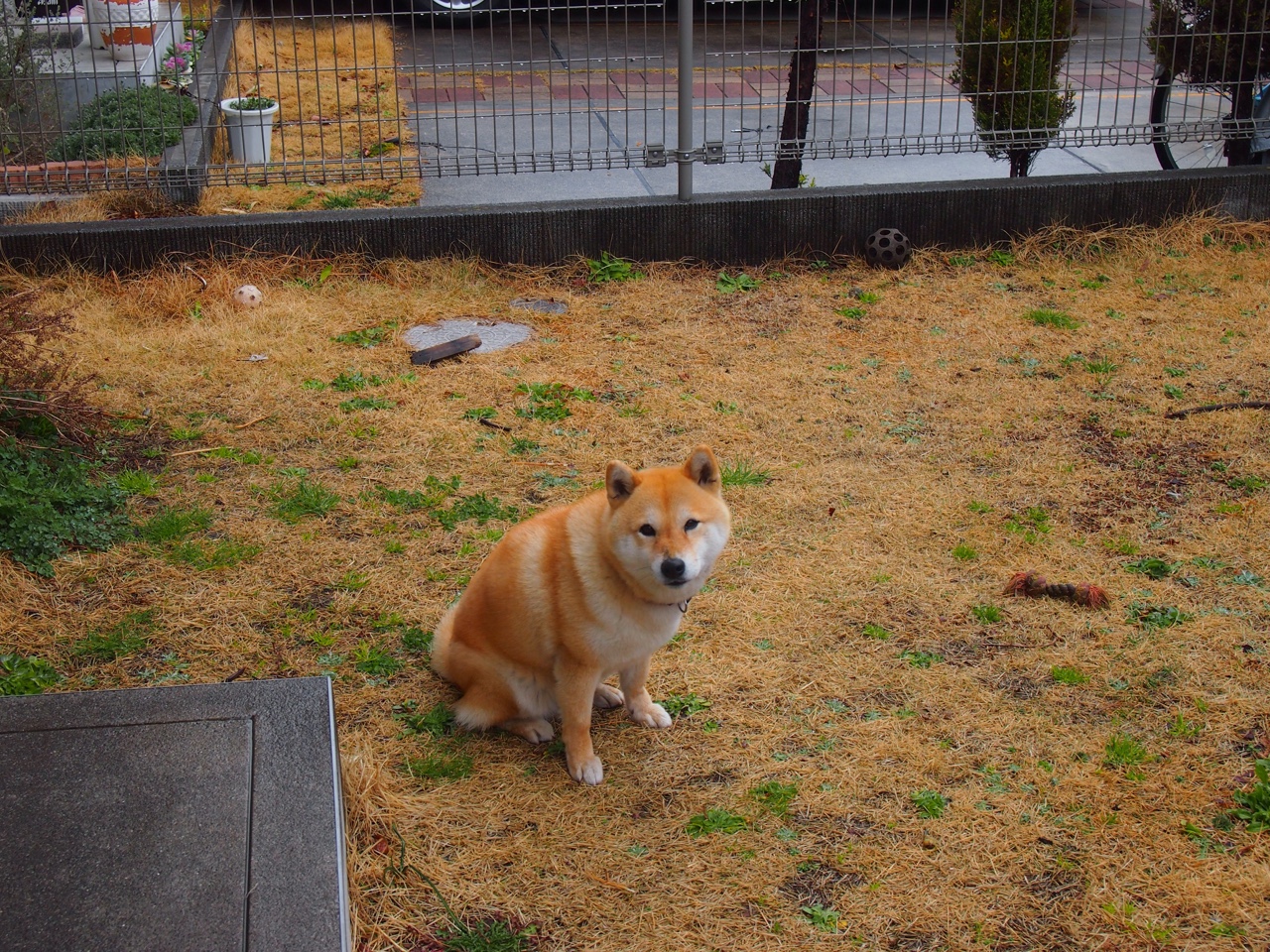 爱尔兰踏平威尔士，阿拉巴持续制造杀伤—双线战场上的荣耀与挑战