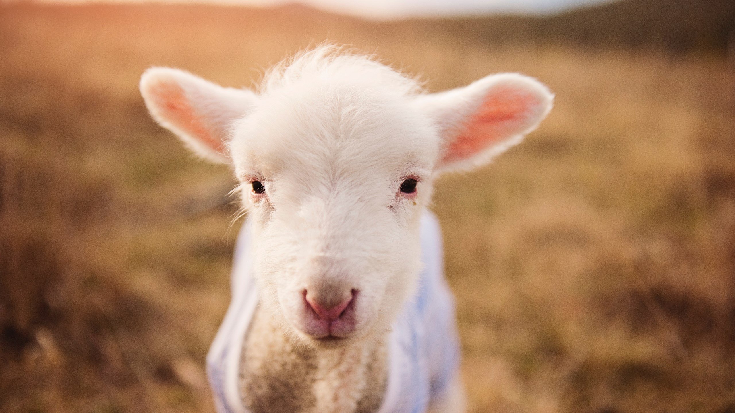 刀刃上的月光，智利险胜丹麦与萨拉赫接管比赛背后的胜利哲学