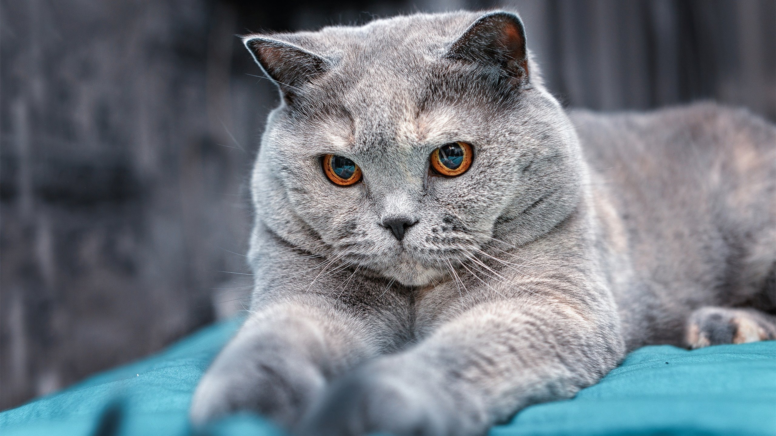 铁血意志，当辽宁的血拼遇上贝恩的接管—东西方竞技场的殊途同归