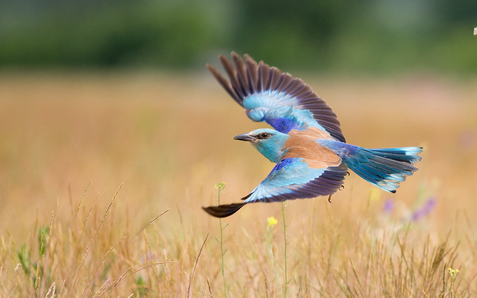 C罗制胜一击，马德里竞技逆转皇家社会演绎经典翻盘