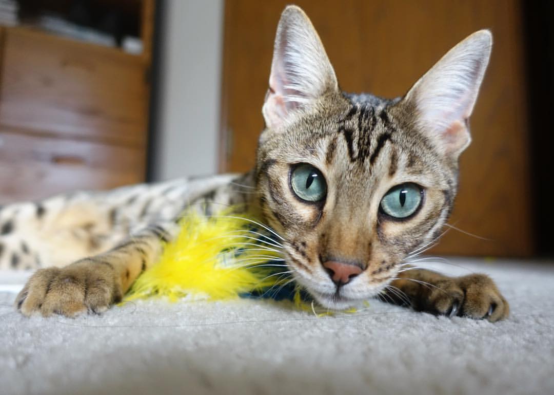 双线叙事，当雄鹿鏖战新奥尔良，约基奇在巴黎接管世界