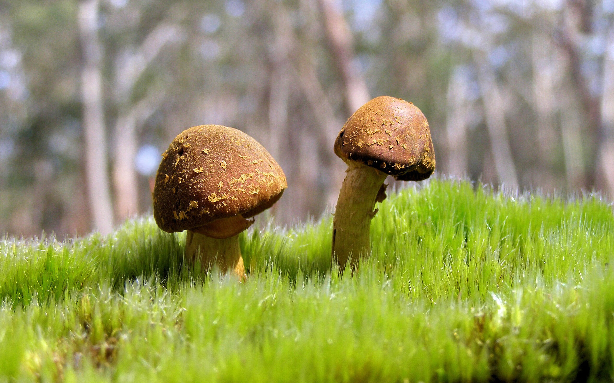 篮球赛场上的王者风范，辽宁队横扫广厦队，字母哥东决关键战接管比赛